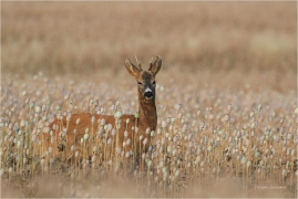 <p>SRNEC OBECNÝ (Capreolus capreolus) Šluknovsko - Jiříkov --- /European roe deer - Reh/</p>
